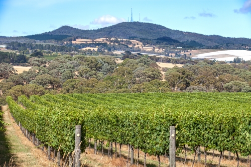 Mt Canobolas and Vines